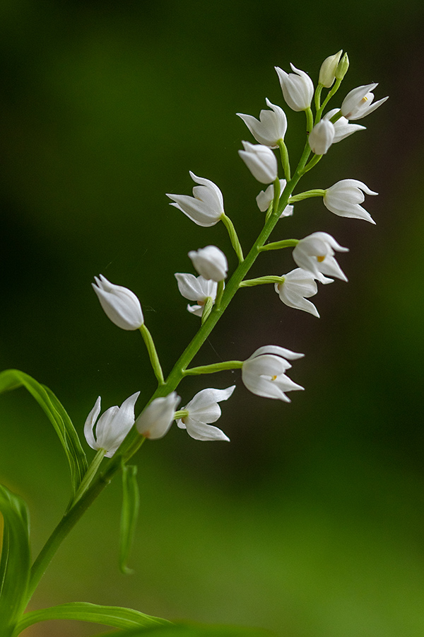 Dolgolistna naglavka 
Dolgolistna naglavka.
Ključne besede: dolgolistna naglavka cephalanthera longifolia