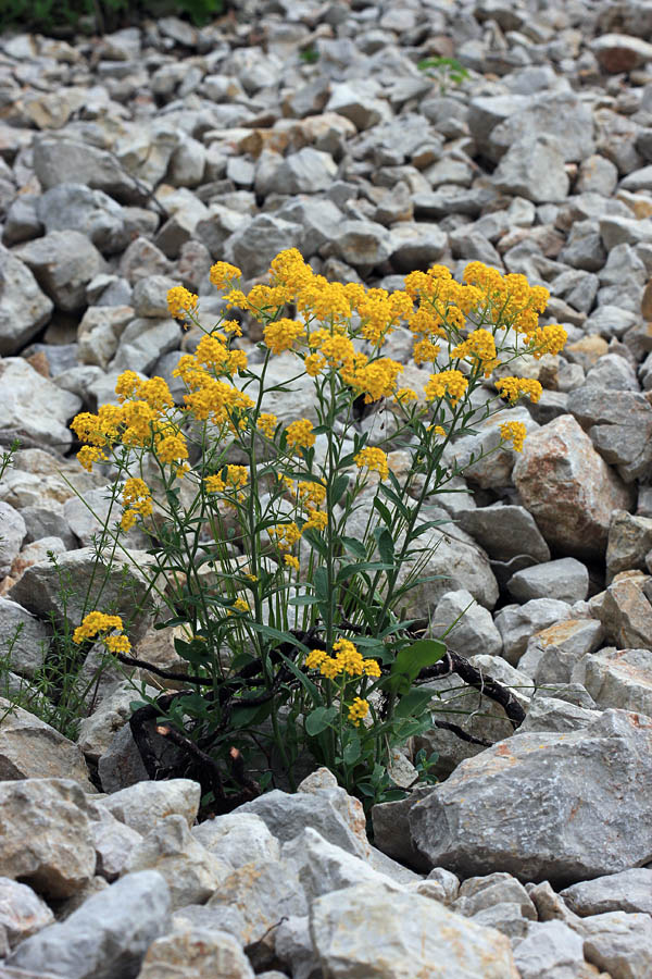 Kamna zlatenka
To redko rožo sem odkril po naključju v meliščih pod Studorjem. Menda raste le v Bohinju in Posočju. Je pa rumena barva cvetov v soncu zelo "žleht" za slikanje.
Ključne besede: kamna zlatenka aurinia petraea