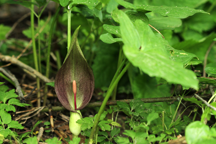 Pegasti kačnik
Pegasti kačnik ob reki Savi.
Ključne besede: pegasti kačnik arum maculatum
