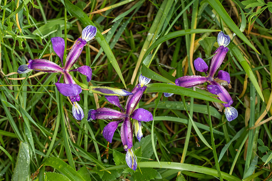 Travnolistna perunika
Travnolistna perunika na Kobli.
Ključne besede: travnolistna perunika iris graminea