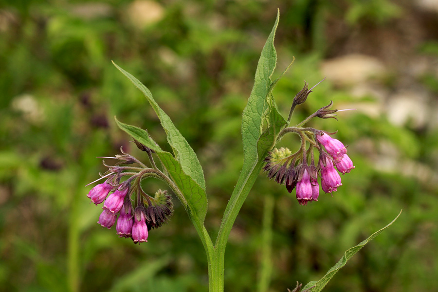 Navadni gabez
Navadni gabez je v Bohinju kar precej razširjen. 
Ključne besede: navadni gabez symphytum officinale