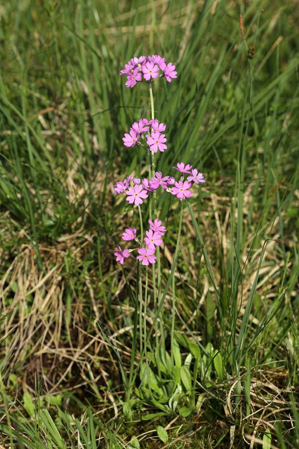 Moknati jeglič
Tudi moknatih jegličev je letos precej.
Ključne besede: moknati jeglič primula farinosa