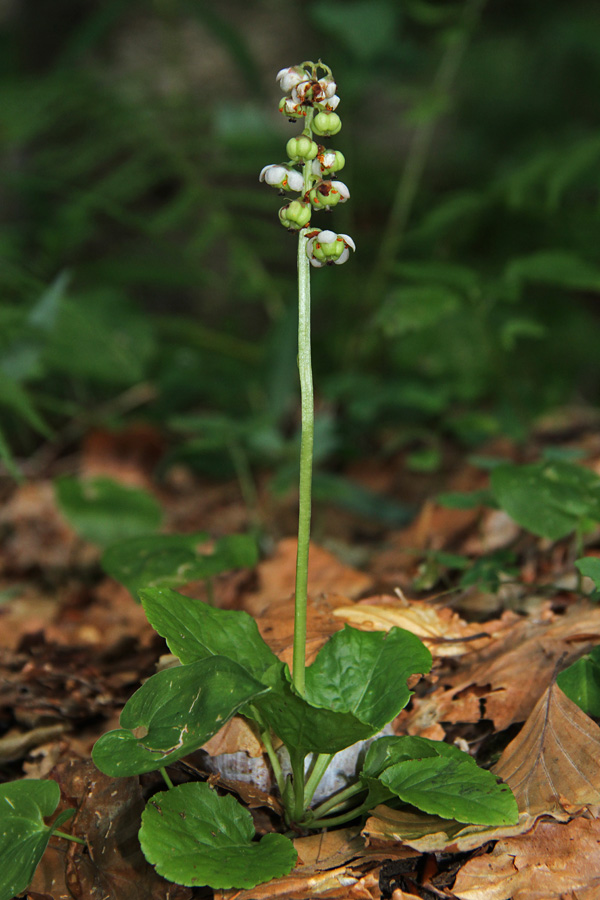Okroglolistna zelenka
Tudi okroglolistne zelenke bodo počasi odcvetele. Žagarjev graben.
Ključne besede: okroglolistna zelenka pyrola rotundifolia