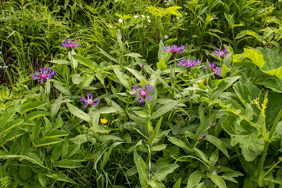 Gorski glavinec
Gorski glavinec na Baškem sedlu.
Ključne besede: gorski glavinec centaurea montana