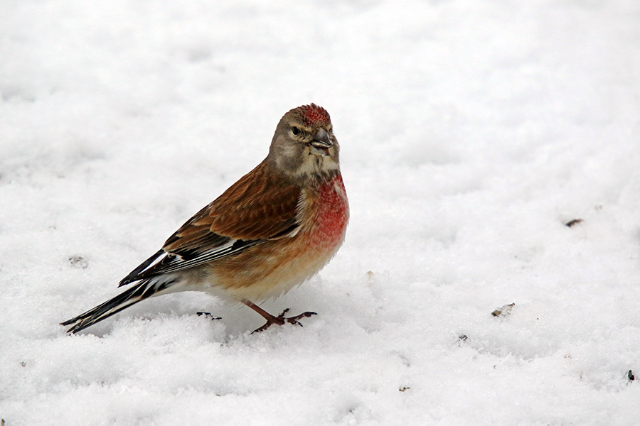 Navadni repnik
Navadni repnik.
Ključne besede: navadni repnik carduelis cannabina