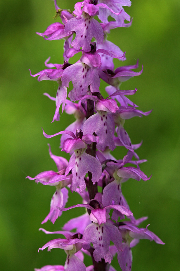 Zvezdnata kukavica
Zvezdnata kukavica.
Ključne besede: zvezdnata kukavica orchis mascula subsp. speciosa