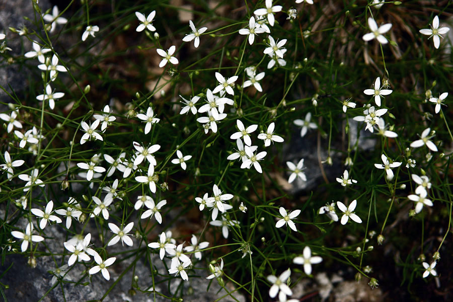 Mahovna popkoresa
Mahovna popkoresa. Na obronkih gozdov jo je precej po celem Bohinju.
Ključne besede: mahovna popkoresa moehringia muscosa