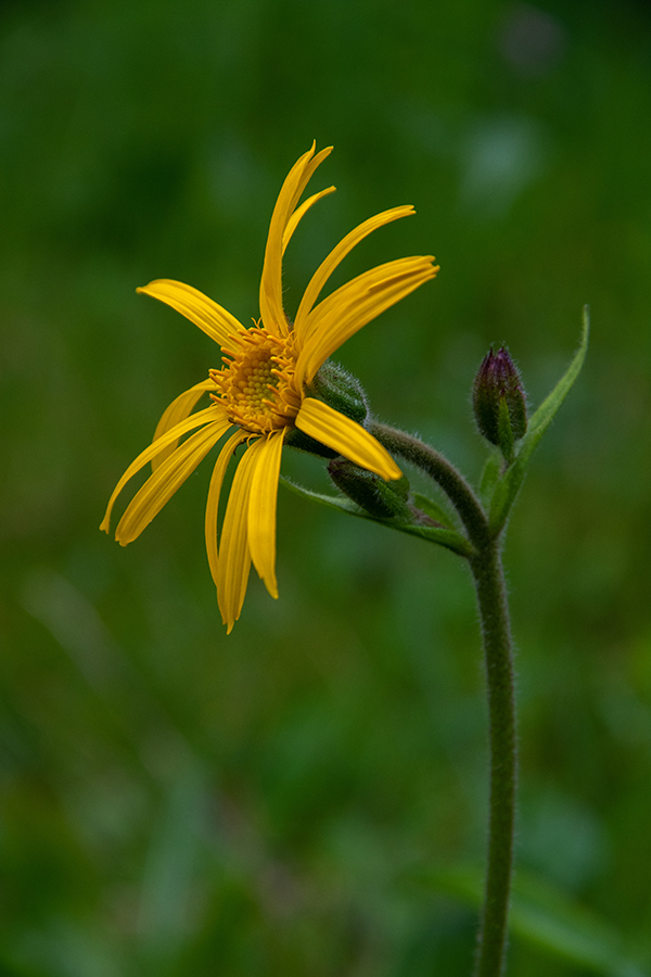 Navadna arnika
Navadna arnika.
Ključne besede: navadna arnika arnica montana