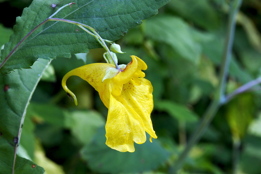 Navadna nedotika
Navadna nedotika na Rebru ob Bohinjski Bistrici.
Ključne besede: navadna nedotika impatiens noli tangere