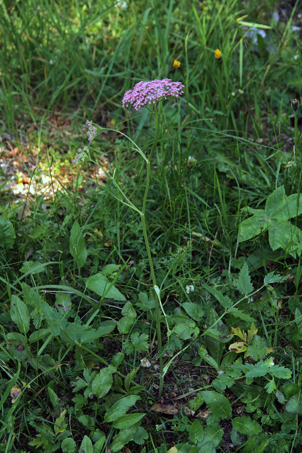 Veliki bedrenec
Veliki bedrenec pod Koblo.
Ključne besede: veliki bedrenec pimpinella major subsp. rubra