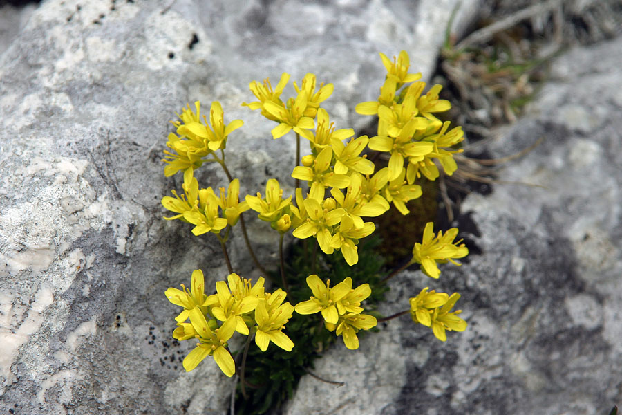 Vednozelena gladnica
Vednozelena gladnica (Draba aizoides). V dolini Lepoč (pod Morežem).
Ključne besede: Vednozelena gladnica draba aizoides