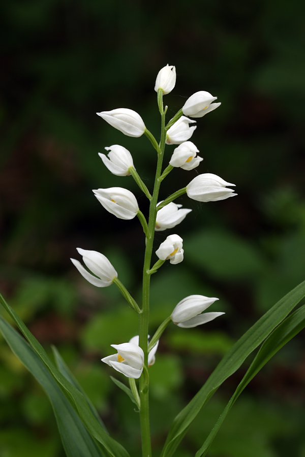 Naglavka
Dolgolistna naglavka.
Ključne besede: dolgolistna naglavka cephalanthera longifolia
