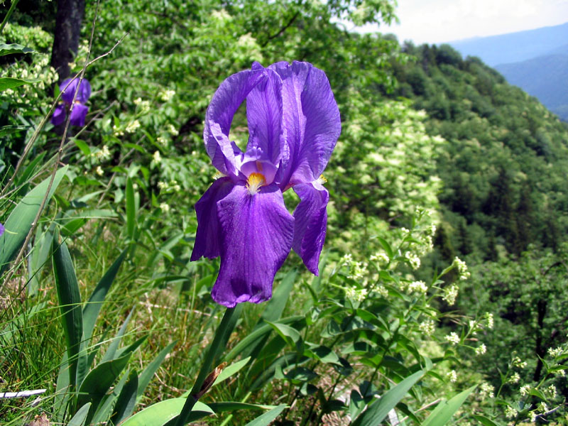 Bohinjska perunika
Bohinjska perunika (Iris cengialti f. vochinensis). Raste na prepadnih pobočjih Komarče, Pršivca in Rudnice. Ljudje so jo naselili tudi na vrtove.
Ključne besede: bohinjska perunika iris cengialti vochinensis