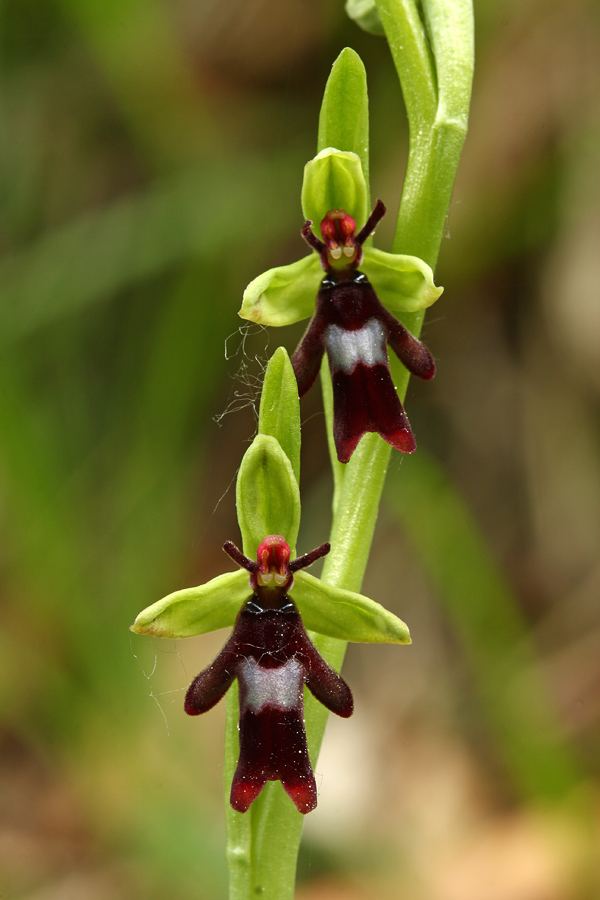 Zeleni možici ...
Cvetovi muholikega mačjega ušesa. 
Ključne besede: muholiko mačje uho ophrys insectifera