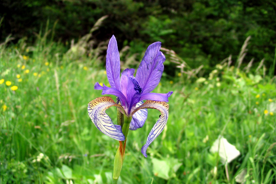 Kojniška perunika
V Bohinju raste poleg Bohinjske tudi podvrsta sibirske (kojniška) perunika.
Ključne besede: kojniška perunika iris sibirica ssp. erirrhiza