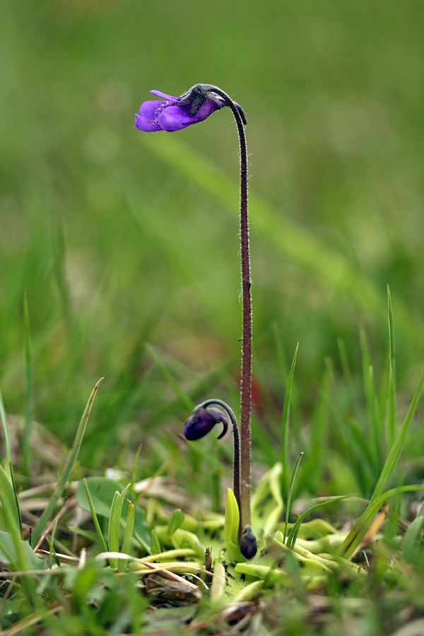 Navadna mastnica
Prve letošnje mastnice.
Ključne besede: navadna mastnica pinguicula vulgaris