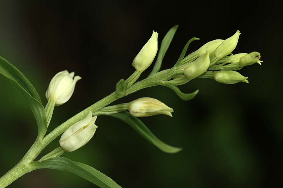 Bleda naglavka
Bleda naglavka.
Ključne besede: bleda naglavka cephalanthera damasonium