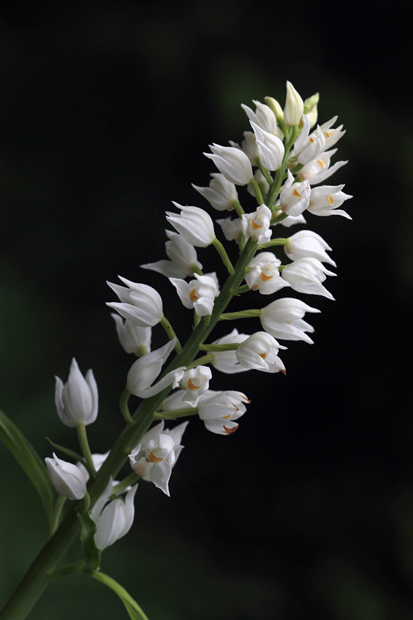 Dolgolistna naglavka
Lepi cvetovi dolgolistne naglavke. Nemški rovt.
Ključne besede: dolgolistna naglavka cephalanthera longifolia
