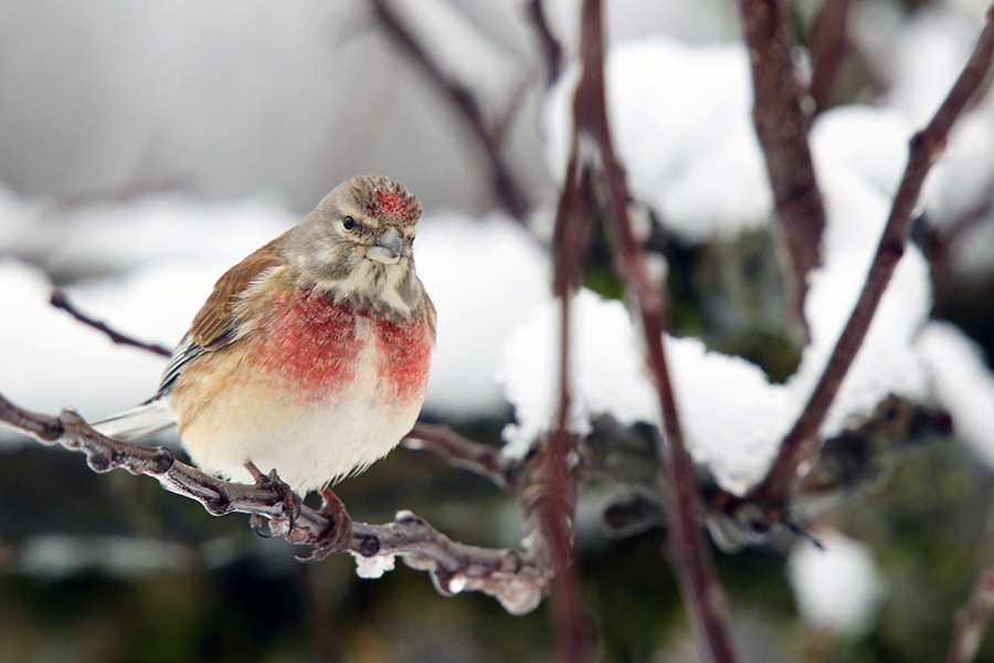 Navadni repnik
Letos prvič na našem vrtu.
Ključne besede: navadni repnik carduelis cannabina