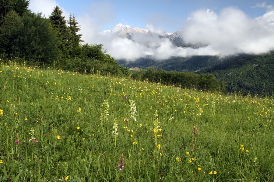 Travniki na Kobli I.
Travniki na Kobli. Zadaj se odkriva Triglav.
Ključne besede: kobla triglav bohinj
