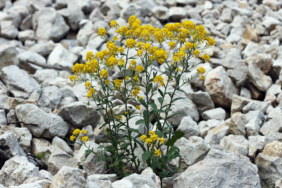 Kamna zlatenka
Kamna zlatenka v svojem melišču.
Ključne besede: kamna zlatenka aurinia petraea