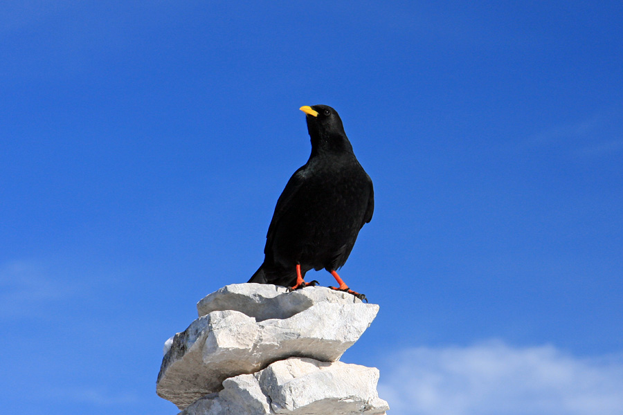 Družba
V hribih nikoli nisi sam. Sploh pri malici ne ... Na Srednji Rateški Ponci.
Ključne besede: planinska kavka pyrrhocorax graculus srednja rateška ponca