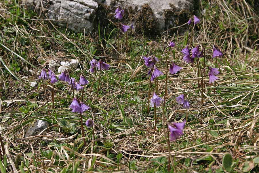 Alpski zvončki
Pravcate poljane alpskih zvončkov (Soldanella alpina). Planina Lanževica.
Ključne besede: alpski zvonček planina lanževica soldanella alpina