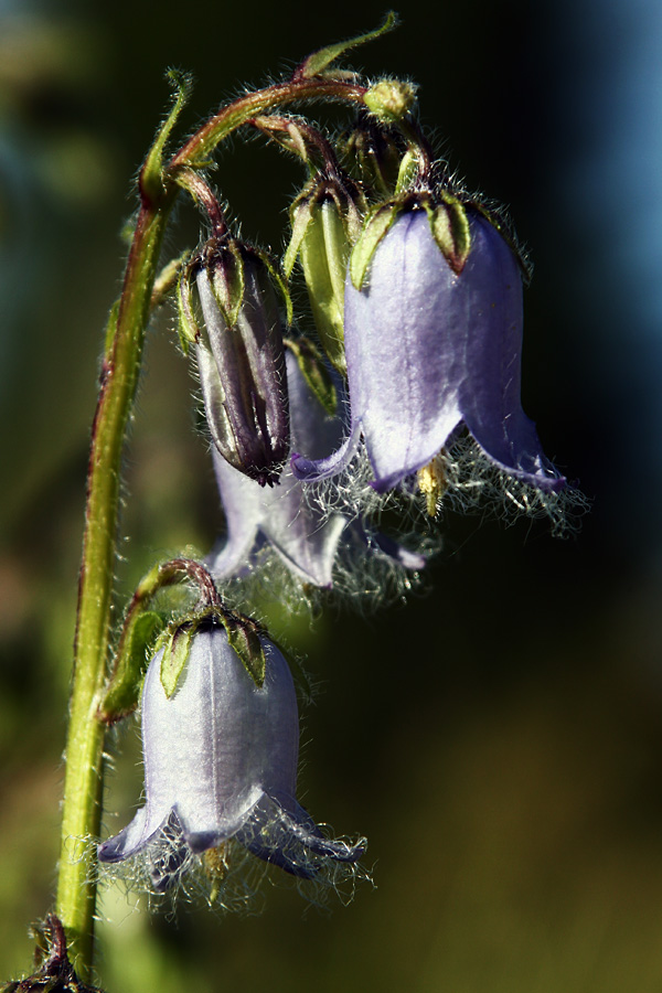 Brkata zvončica II.
Brkata zvončica na Pokljuki.
Ključne besede: brkata zvončica campanula barbata