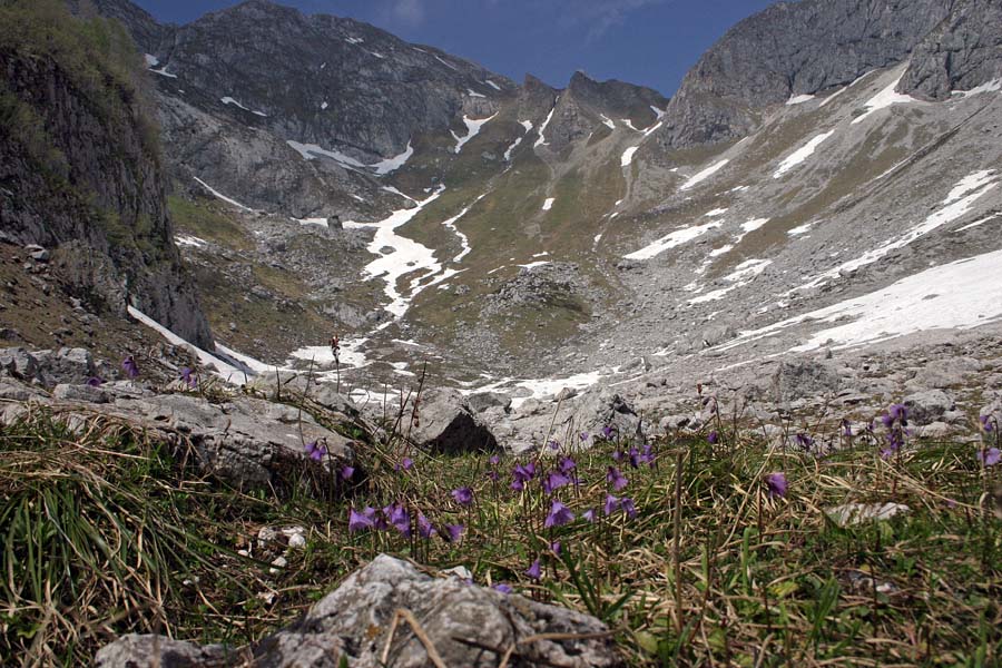 Dolina Lanževica
Vrtiček alpskih zvončkov v dolini Lanževica. Zadaj sedlo Čez Brežice in Plešivec.
Ključne besede: dolina lanževica čez brežice plešivec