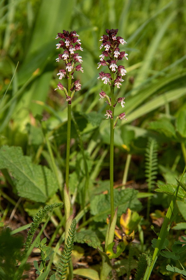 Pikastocvetna kukavica
Pikastocvetna kukavica.
Ključne besede: pikastocvetna kukavica orchis ustulata