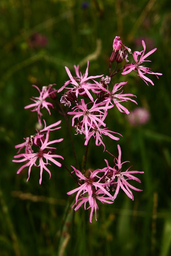 Kukavičja lučca
Kukavičjo lučco srečamo po vseh travnikih po Bohinju.  
Ključne besede: kukavičja lučca lychnis flos-cuculi