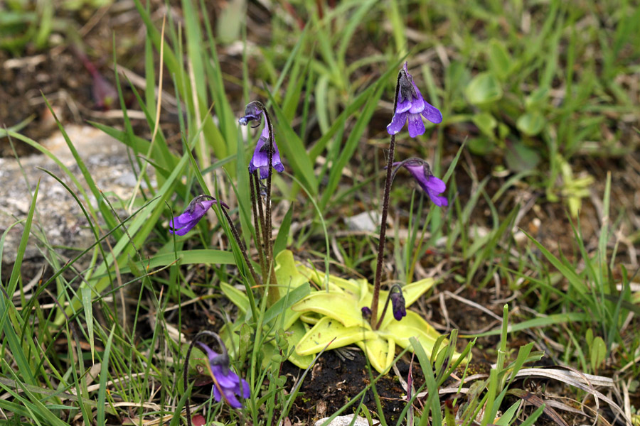 Navadna mastnica
Navadna mastnica.
Ključne besede: navadna mastnica pinguicula vulgaris