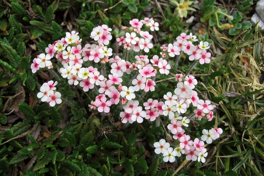 Kuštravi oklep
Kuštravi oklep (Androsace villosa). Vrh Planje nad sedlom Globoko. 
Ključne besede: kuštravi oklep androsace villosa