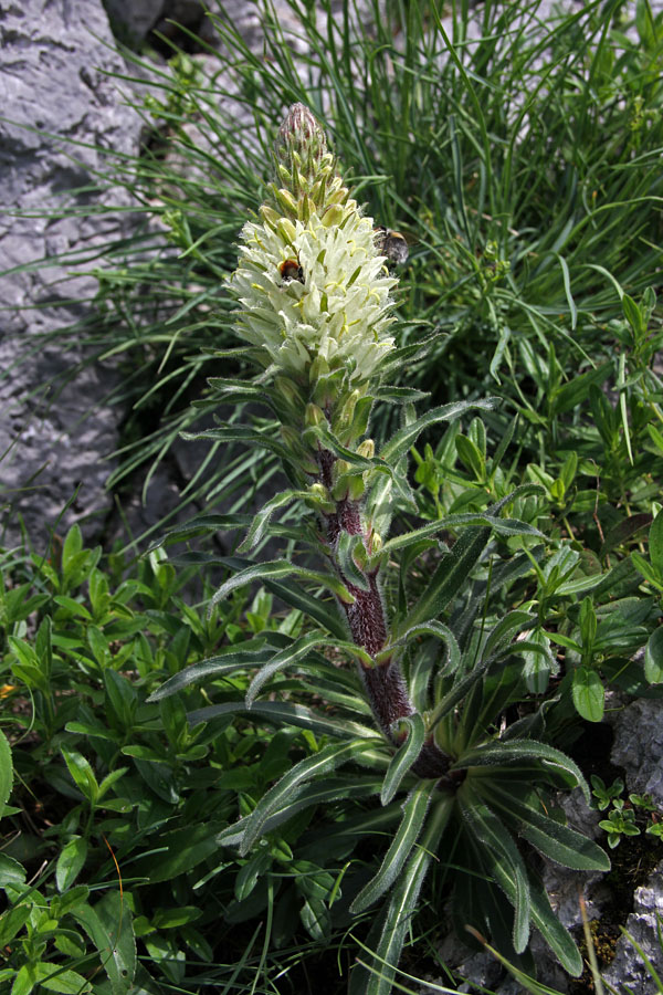 Šopasta zvončica
Šopasta zvončica pod Črno prstjo.
Ključne besede: šopasta zvončica campanula thyrsoides
