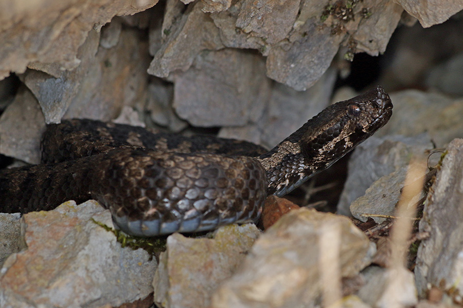 Modras
Ta ni hotel iz manjše jame.
Ključne besede: modras vipera ammodytes