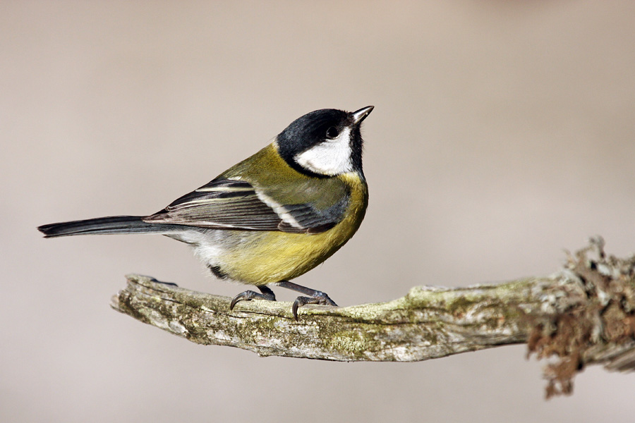 Tam gor bo nekaj ...
Velika sinica pri iskanju hrane.
Ključne besede: velika sinica parus major