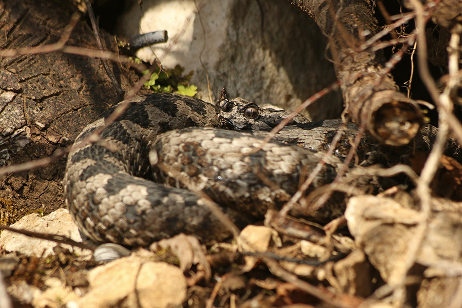 Modras
Skrit med koreninami podrtega drevja.
Ključne besede: modras vipera ammodytes