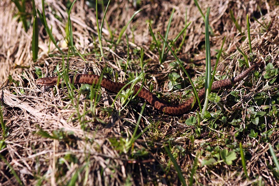 Mali gad
Očitno še mladič (dolg približno 20cm). Na Črni gori.
Ključne besede: gad vipera berus