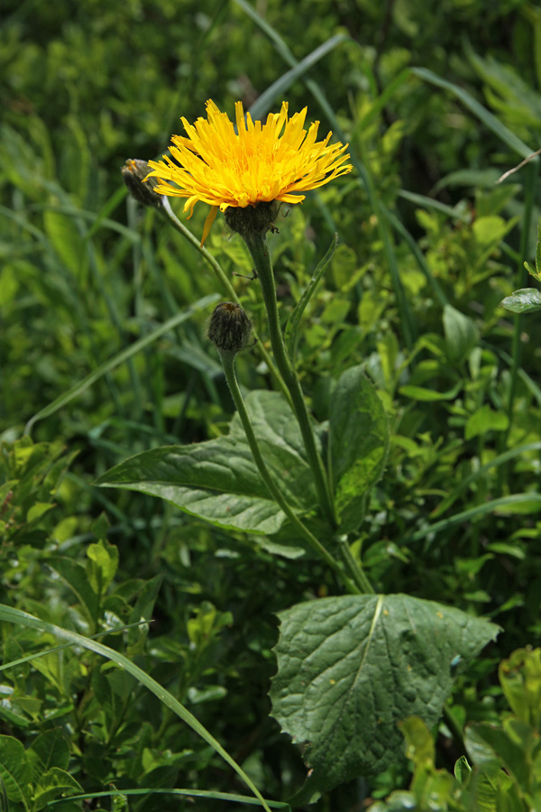 Gorski dimek
Po vsej verjetnosti gre za gorski dimek. Moti to, da ima tri cvetove. Eden je že razcvetel, ostala dva pa sta še v popku.
Ključne besede: gorski dimek crepis bocconi