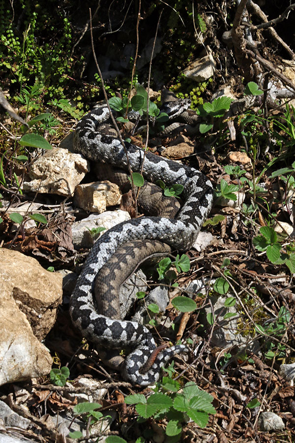 Modrasa
Modrasa pri parjenju.
Ključne besede: kača modras vipera ammodytes