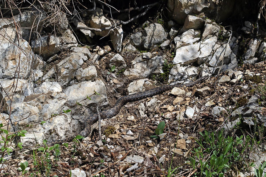 Modras
Ta je bil dolg blizu enega metra.
Ključne besede: kača modras vipera ammodytes
