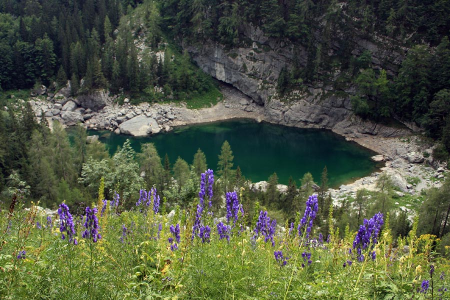 Nad Črnim jezerom
Ozkolistne preobjede nad Črnim jezerom.
Ključne besede: črno jezero ozkolistna preobjeda aconitum angustifolium