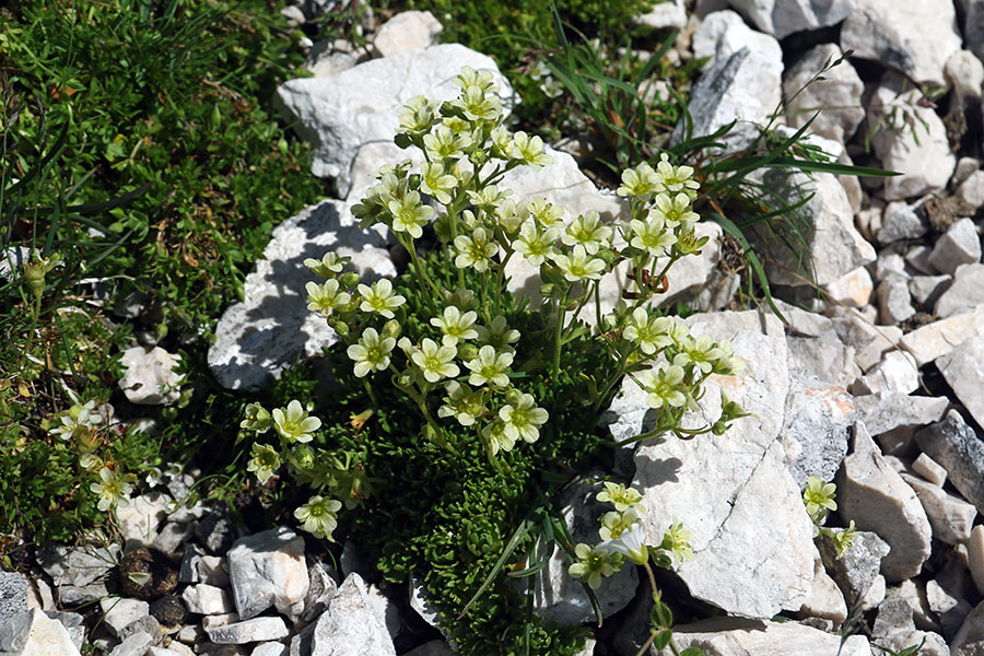 Kranjski izbrazdani kamnokreč
Kranjski izbrazdani kamnokreč na Koštrunovih špicah.
Ključne besede: kranjski izbrazdani kamnokreč saxifraga exarata carniolica