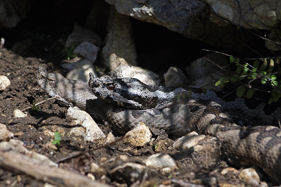 Modrasa
Modrasa pri parjenju.
Ključne besede: kača modras vipera ammodytes
