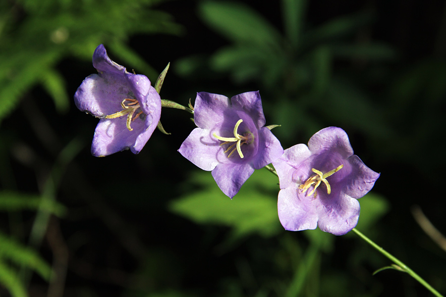 Breskovolistna zvončica
To zvončico je g. Igor Dakskobler opazil kar iz avtomobila. Jaz jo v Bohinju še nisem videl.
Ključne besede: breskovolistna zvončica campanula persicifolia