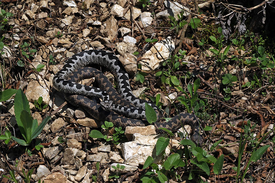 Modrasa
Modrasa pri parjenju.
Ključne besede: kača modras vipera ammodytes
