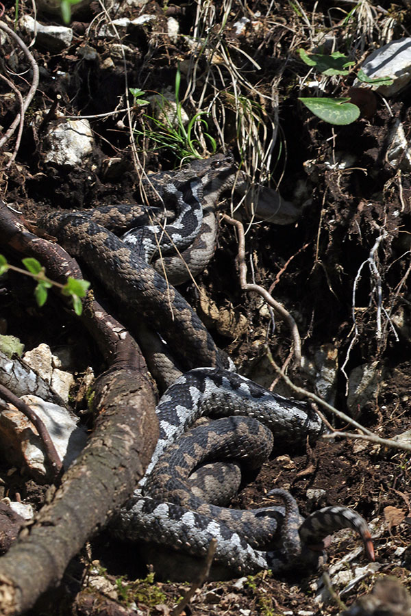 Modrasi
Orgije moodrasov ...
Ključne besede: kača modras vipera ammodytes