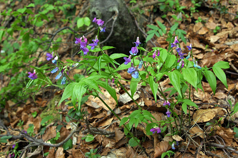 Spomladanski grahor
Spomladanski grahor (Lathyrus vernus). Nase privablja poglede z živobarvnimi cvetovi. Planina Za Liscem.
Ključne besede: spomladanski grahor lathyrus vernus