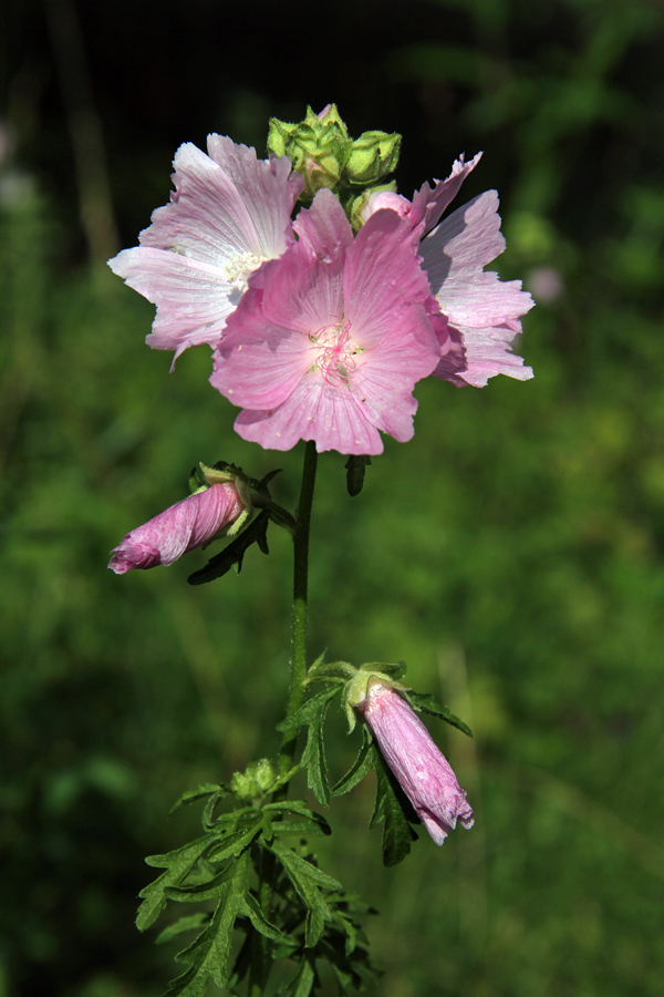 Ostrolistni slezenovec
Ostrolistni slezenovec pod Studorjem.
Ključne besede: ostrolistni slezenovec malva alcea