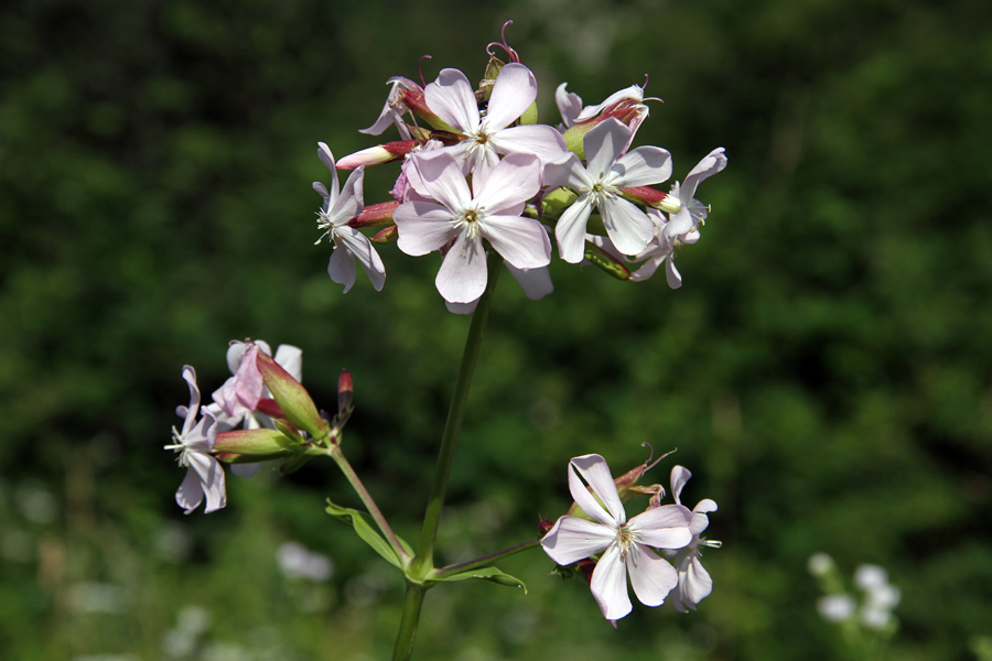 Navadna milnica
Navadna milnica pod Studorjem.
Ključne besede: navadna milnica saponaria officinalis